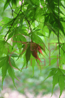 Red Leaf Among Green